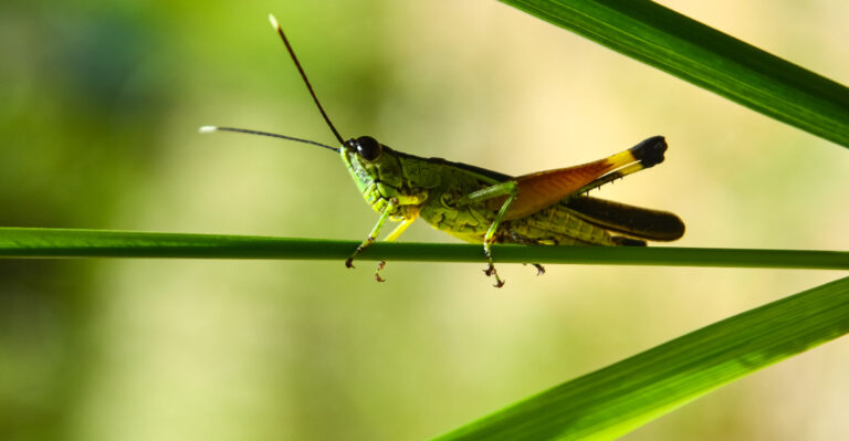 grasshoper