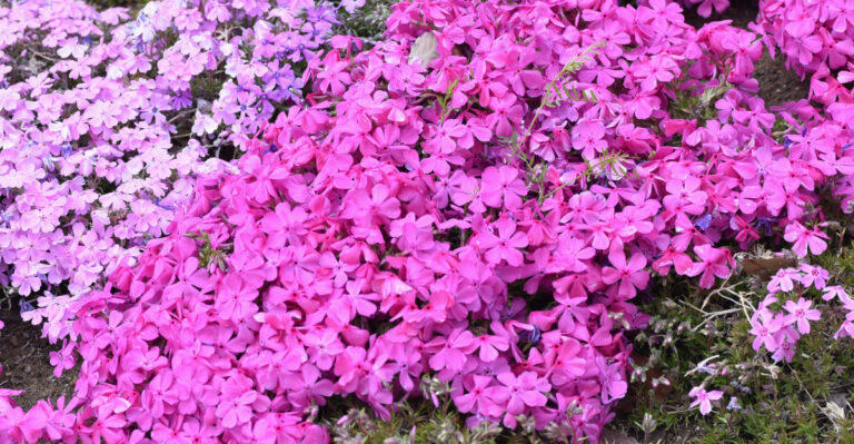 Moss phlox (featured image)