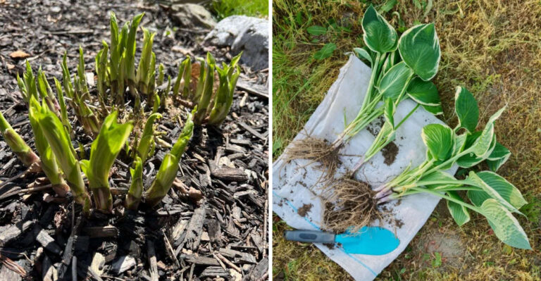 September Is A Good Time To Divide Overcrowded Hostas In Georgia