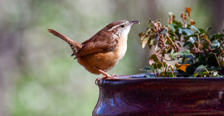 carolina wren