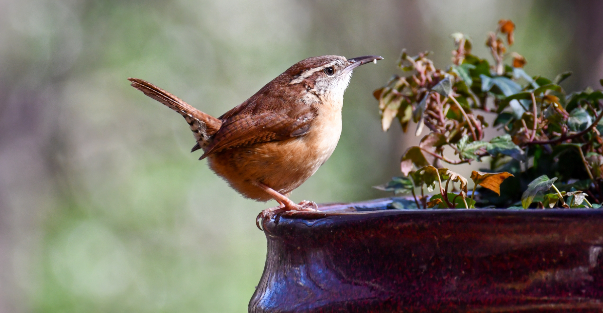 carolina wren