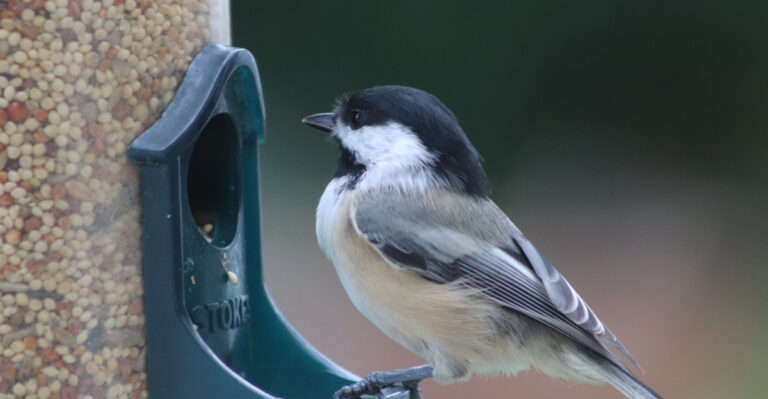 Black Capped Chickadee