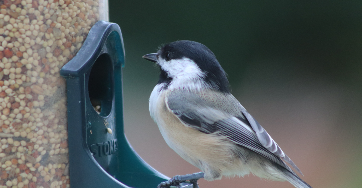 Black Capped Chickadee