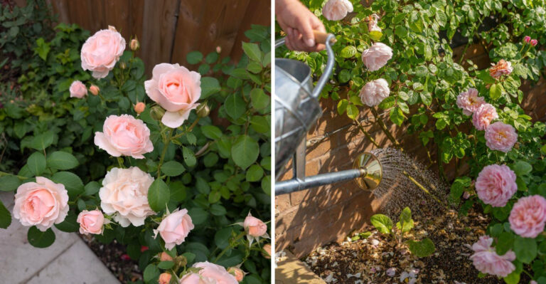 Why Michigan Gardeners Stop Fertilizing Roses In September