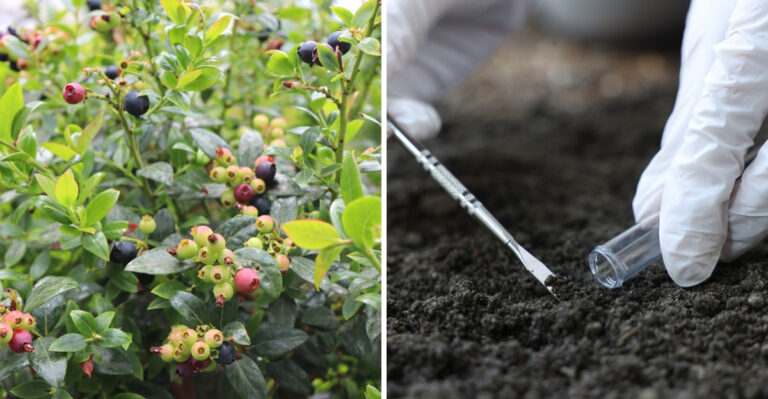 Why North Carolina Gardeners Test Soil pH Before Planting Fall Blueberries