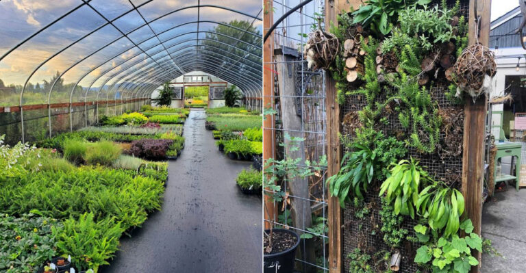 The Oregon Native Plant Nurseries Worth The Late-Summer Drive Most Have Never Heard Of