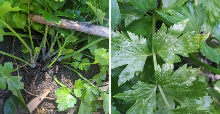 How Michigan Gardeners Can Spot Onion Thrips In Home Celery Patches