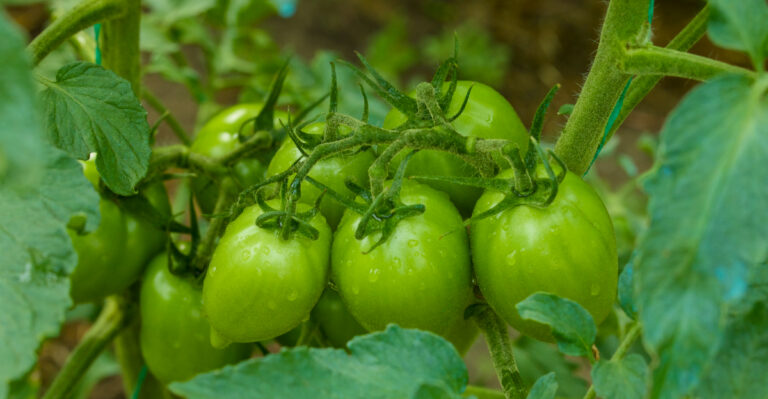 Tomatoes Still Green in August? These 8 Reasons Could Be Slowing Them Down
