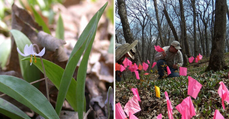 How To Protect Minnesota’s Dwarf Trout Lily Through Fall Dormancy