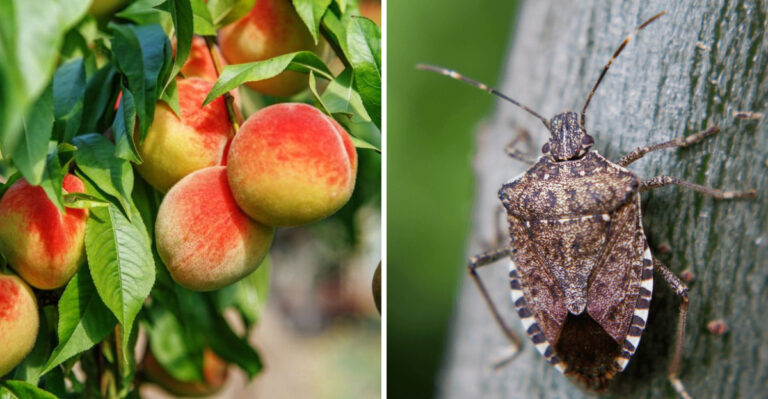 peach tree and Brown Marmorated Stink Bug