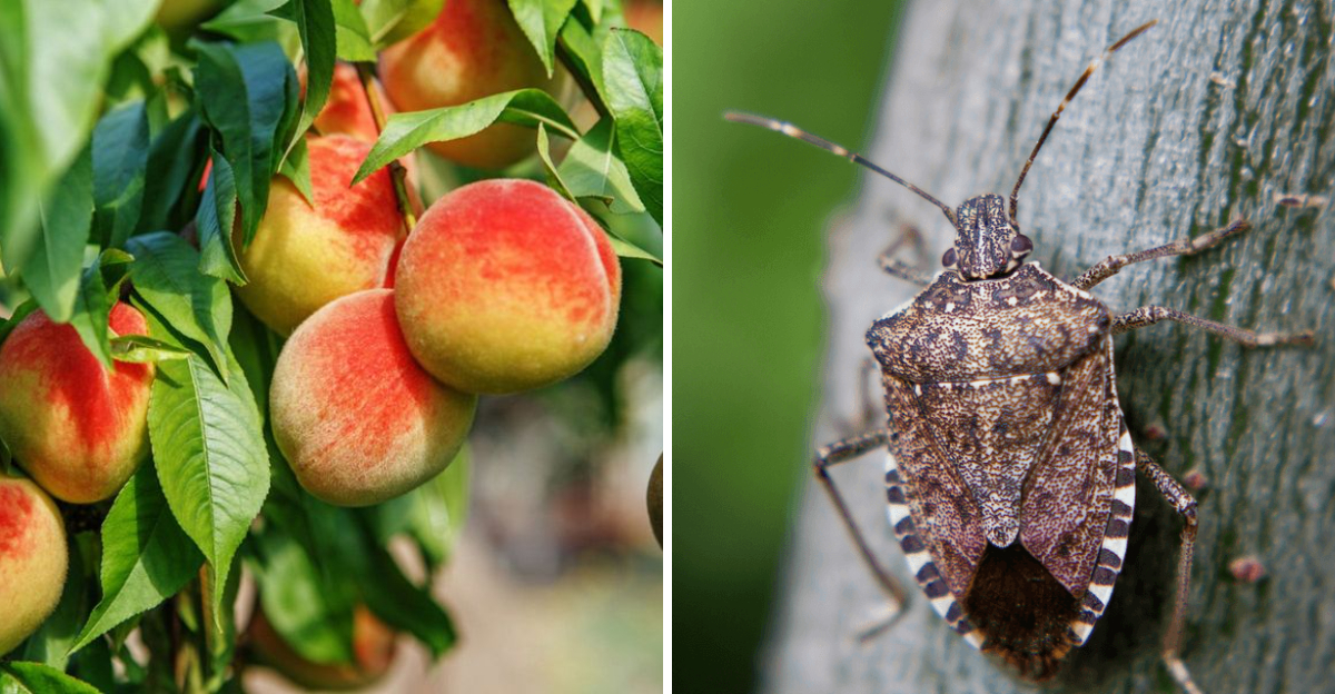peach tree and Brown Marmorated Stink Bug