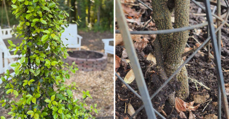 This Is The Next Step For Confederate Jasmine After Flowering Ends In Georgia
