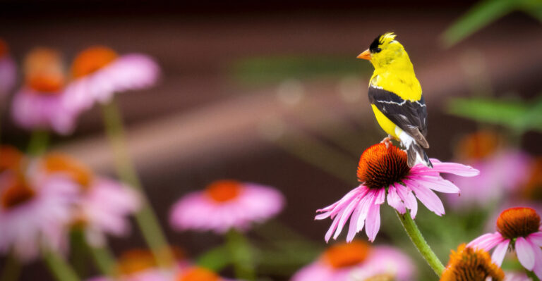 What It Means When Goldfinches Descend On Your Indiana Garden Late In The Season
