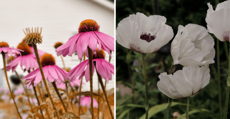 The Right And Wrong Perennials To Divide This August In Virginia