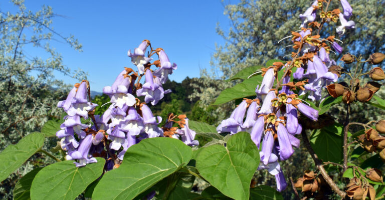 Flowers of princess tree
