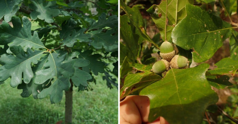 The Alabama Tree So Rare It Exists Nowhere Else On Earth