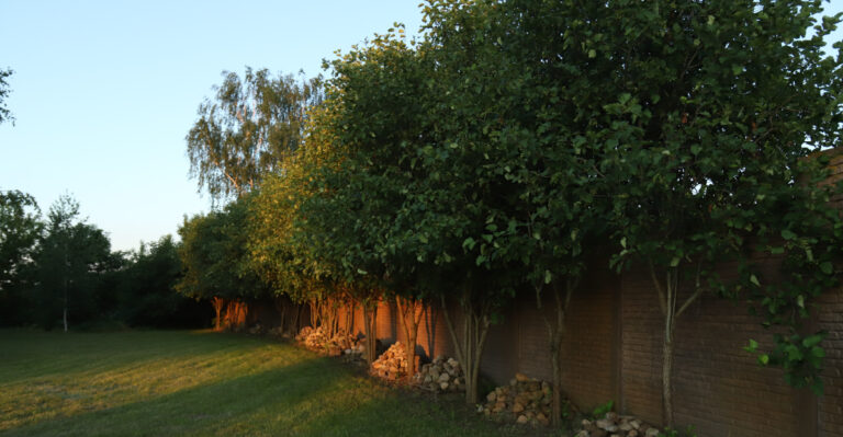 What Every Pennsylvania Homeowner Should Know Before Planting Anything Near A Property Line