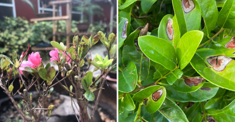 The 8 Ohio Shrubs Showing Heat Stress Warning Signs Right Now