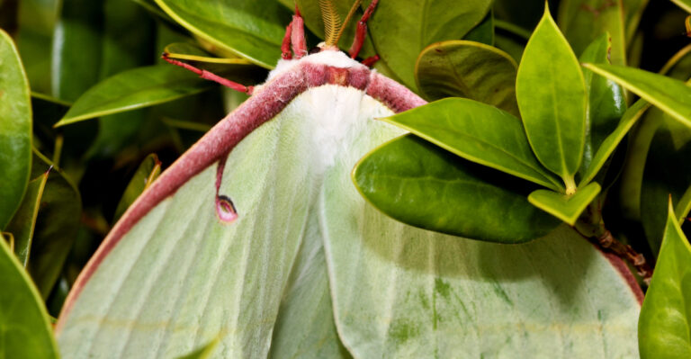 Luna Moths (featured image)