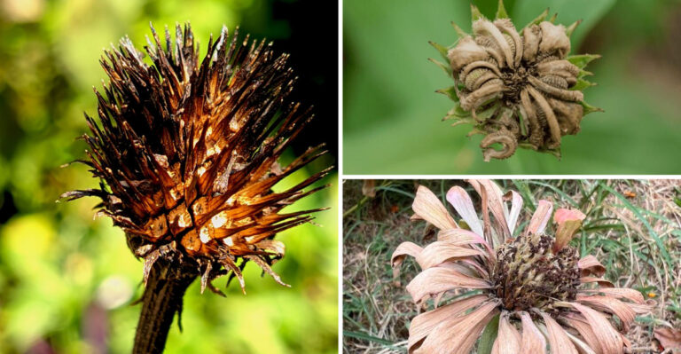 The Flowers Wisconsin Gardeners Should Collect Seeds From Right Now Before Fall Rains