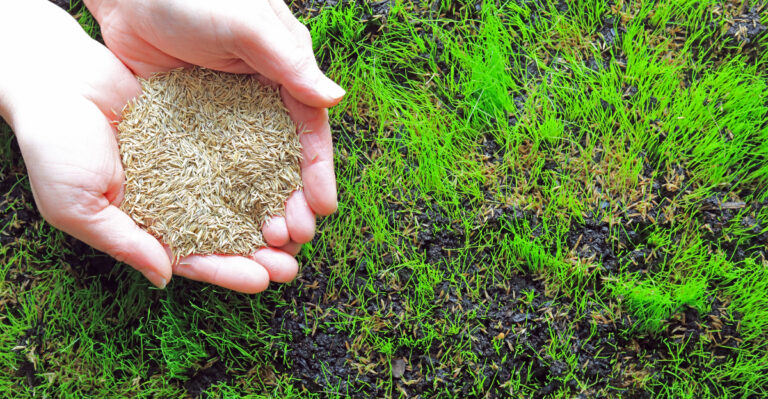 The Virginia Grass Seed Window That Closes Sooner Than Most Expect