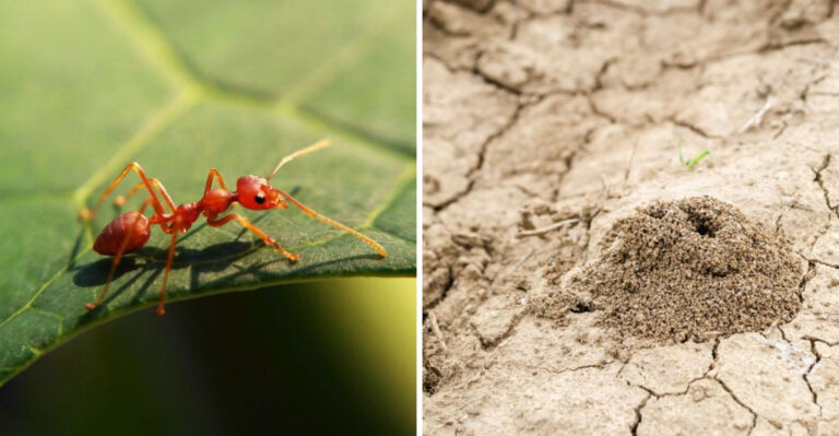 How To Treat Fire Ant Mounds Before Fall Rains Arrive In Alabama Yards