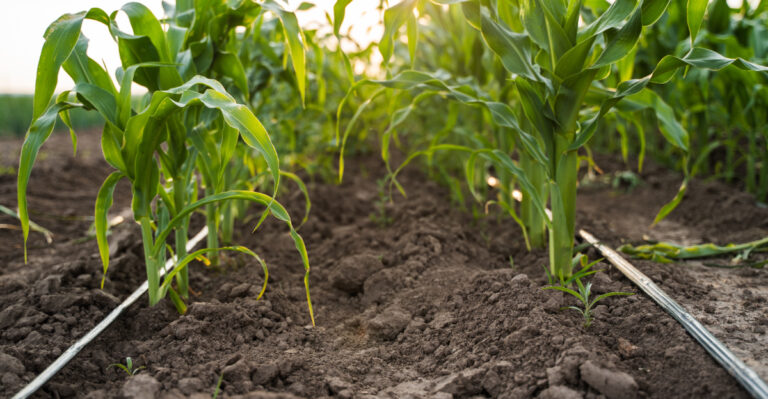The Watering Trick Texas Gardeners Use To Push Roots Deeper In Drought
