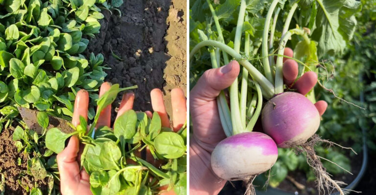 8 North Carolina Vegetables Worth Succession Planting Every Two Weeks