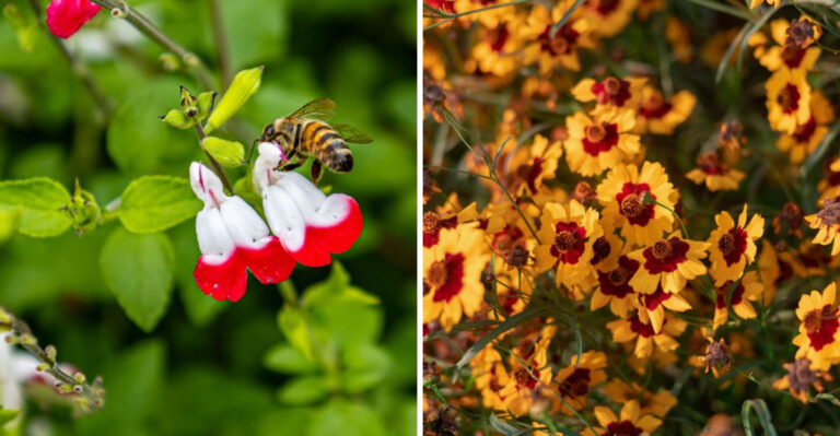 7 Nevada-Friendly Plants That Flower Nearly Year-Round