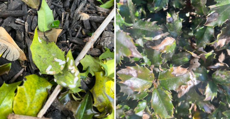 How To Spot Scale Insects On North Carolina Hollies Before They Cause Serious Damage