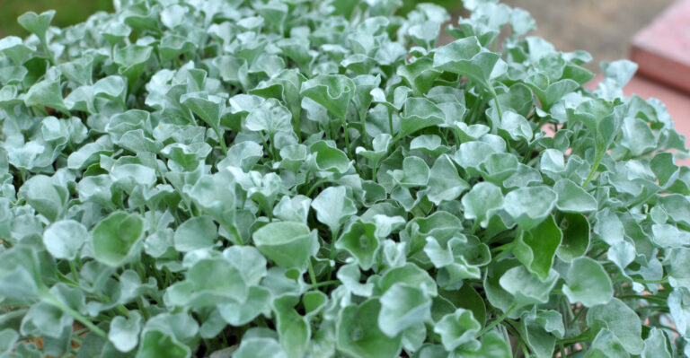 plant (featured image)