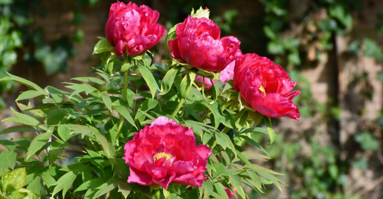 peonies
