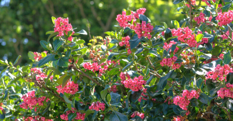 Oregon Hedge Plants Built For Wet Winters And Dry Summers That Never Brown Out Between Seasons