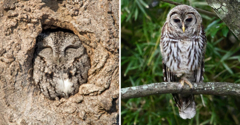 The Meaning Behind Seeing Owls In Your Texas Yard This August