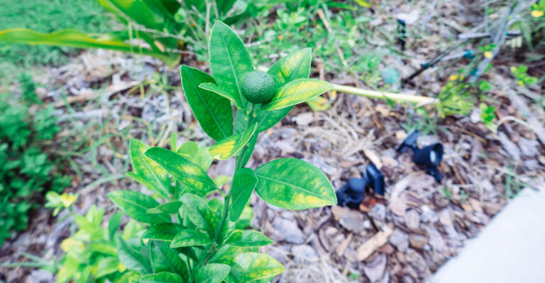 citrus tree (featured image)