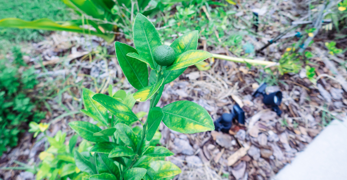 citrus tree (featured image)