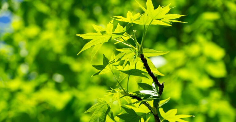 Plant This Native Maryland Species And Watch For Luna Moths This Summer