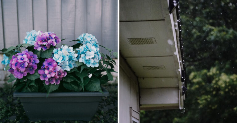 8 Tips For Choosing The Right Spot To Plant Hydrangeas Around A Tennessee Home