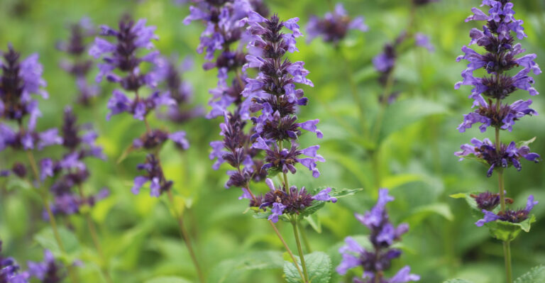 The Weed-Looking Flower Kansas Gardeners Should Never Remove