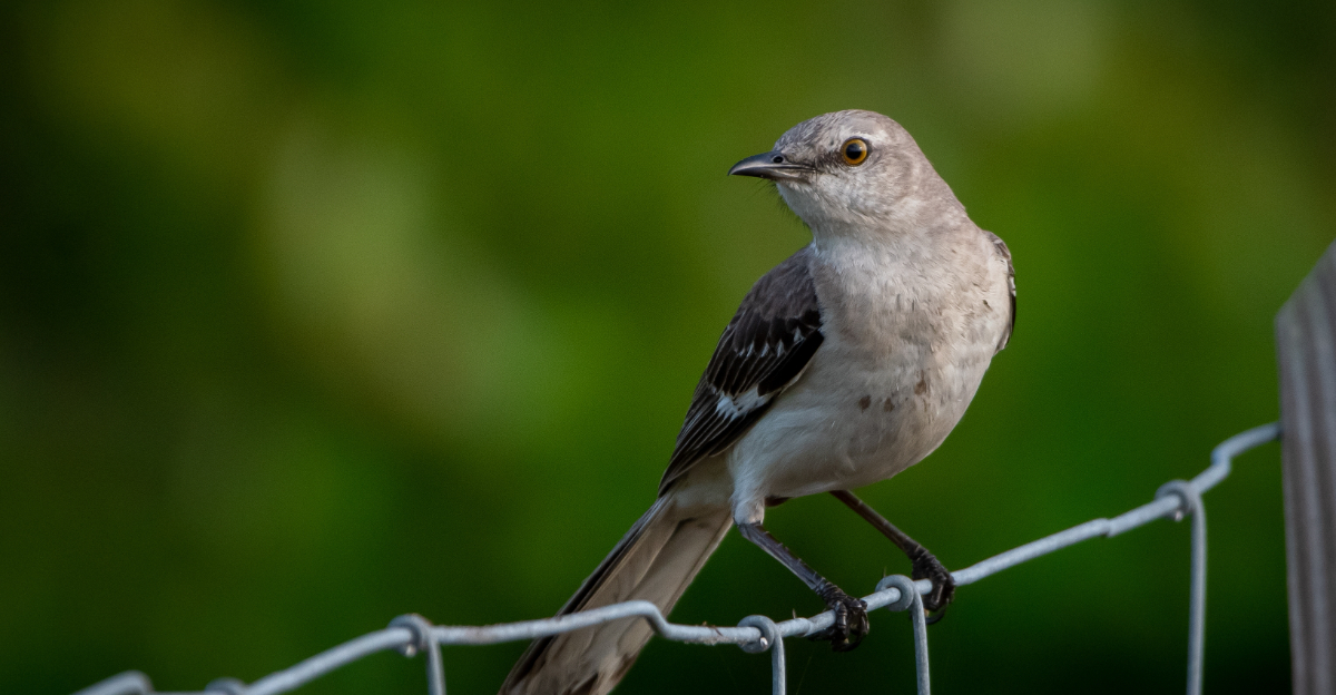 northern mockingbird