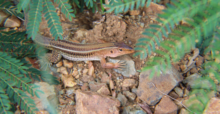 Ground Skinks Keep Showing Up In Maryland Mulch Beds For This Reason