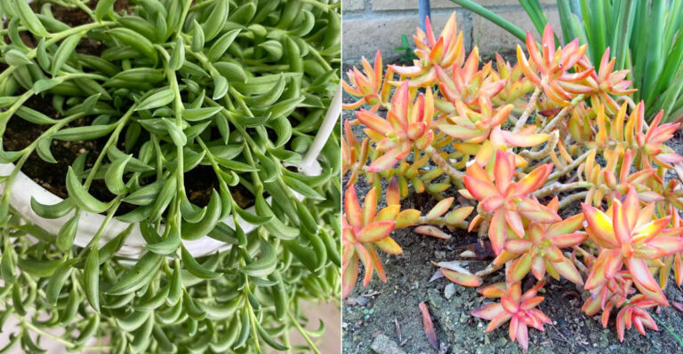 California Groundcovers That Stay Neat Around Pool Decks Without Making A Mess