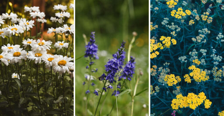 Trim These 9 Wisconsin Perennials In August And Watch Them Bloom Again