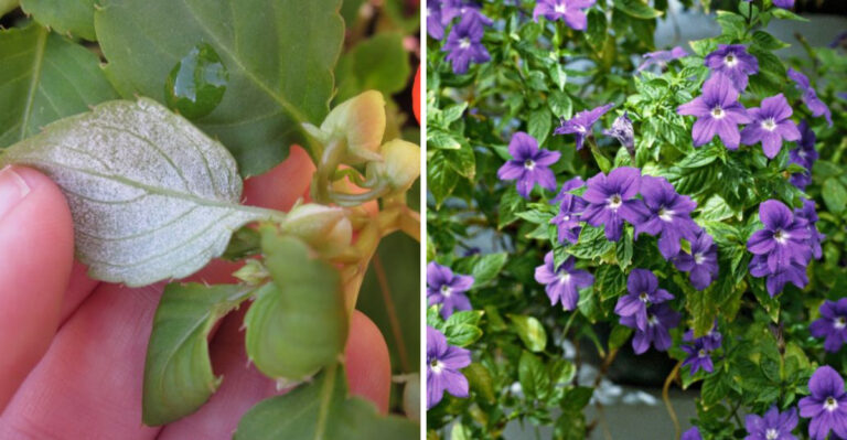 powdery mildew on imaptiens, and browallia