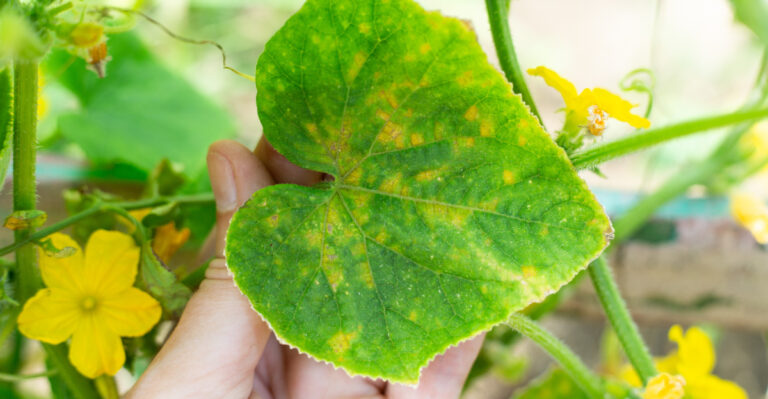 Why Your California Cucumber Plant’s Leaves Are Turning Yellow