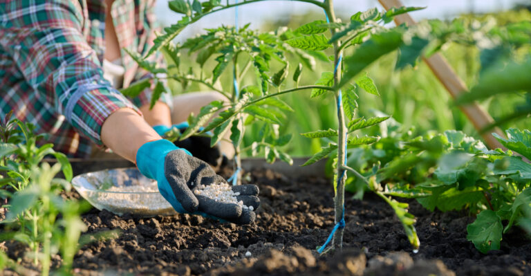 Why Applying Fertilizer To Texas Gardens Right Now Makes Heat Stress Worse