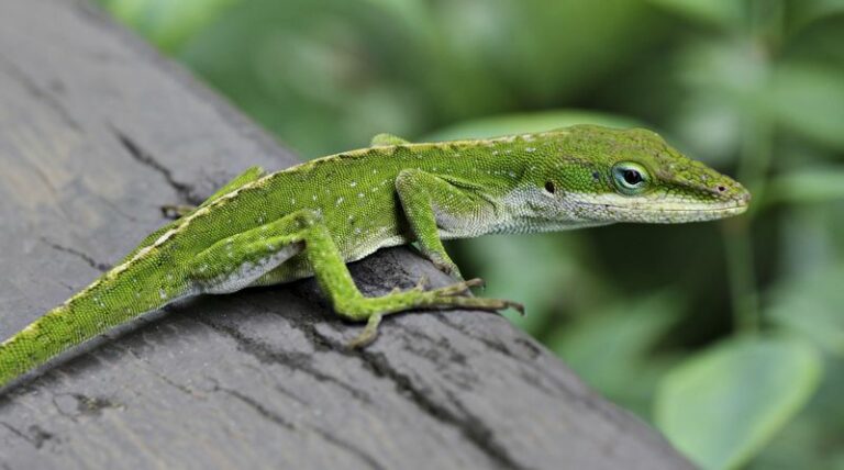 What It Really Means When Green Anoles Suddenly Fill Your North Carolina Yard By Late Summer