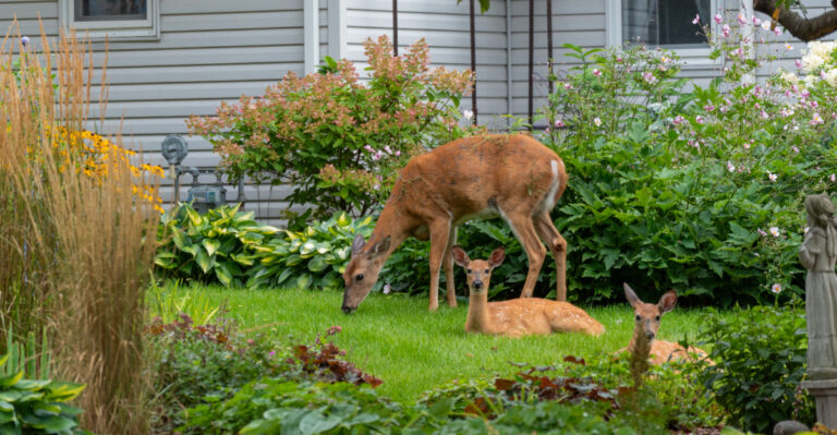 Here’s What It Means When Deer Start Eating Your North Carolina Garden In Late Summer