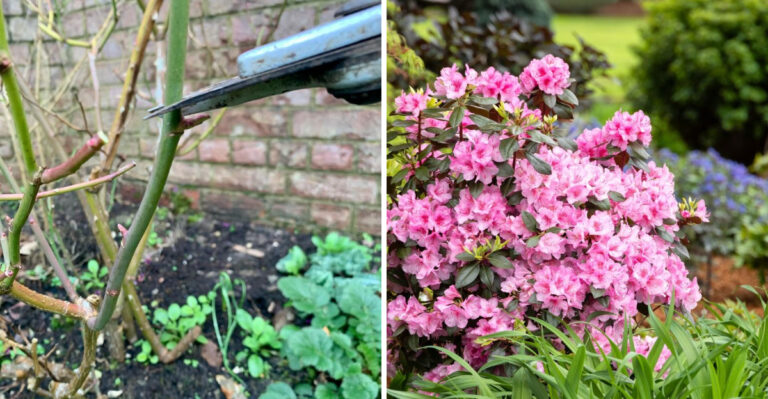 The Michigan Shrubs To Prune In September And The Ones To Leave Alone