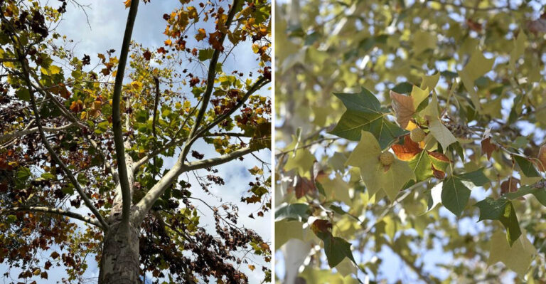 The Fast-Growing Shade Tree Texans Plant For Cooler Yards In August